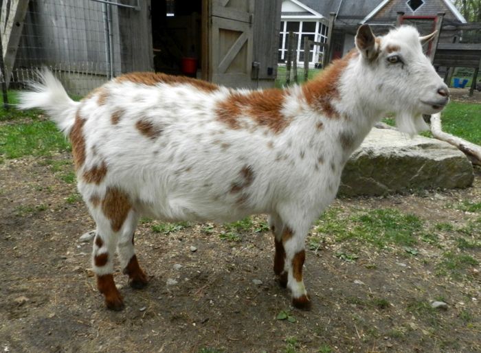 pygmy goat teddy