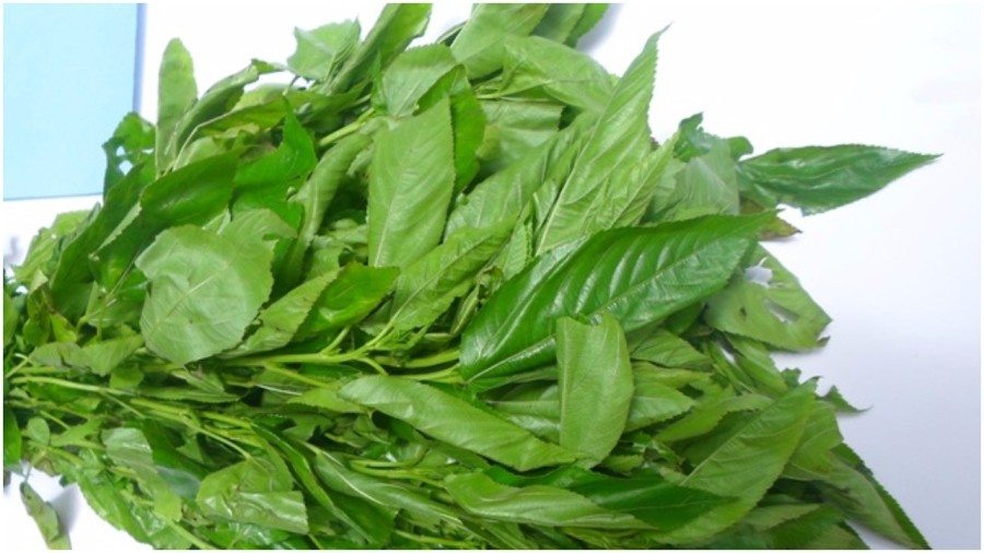 Amazing Health Benefits Of Jute (Ewedu) Leaf