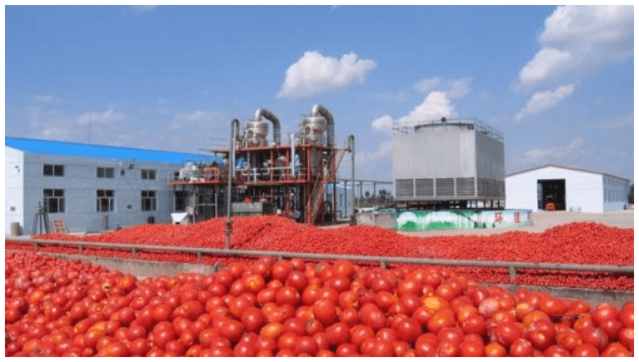 Image result for Dangote tomato factory resumes production February