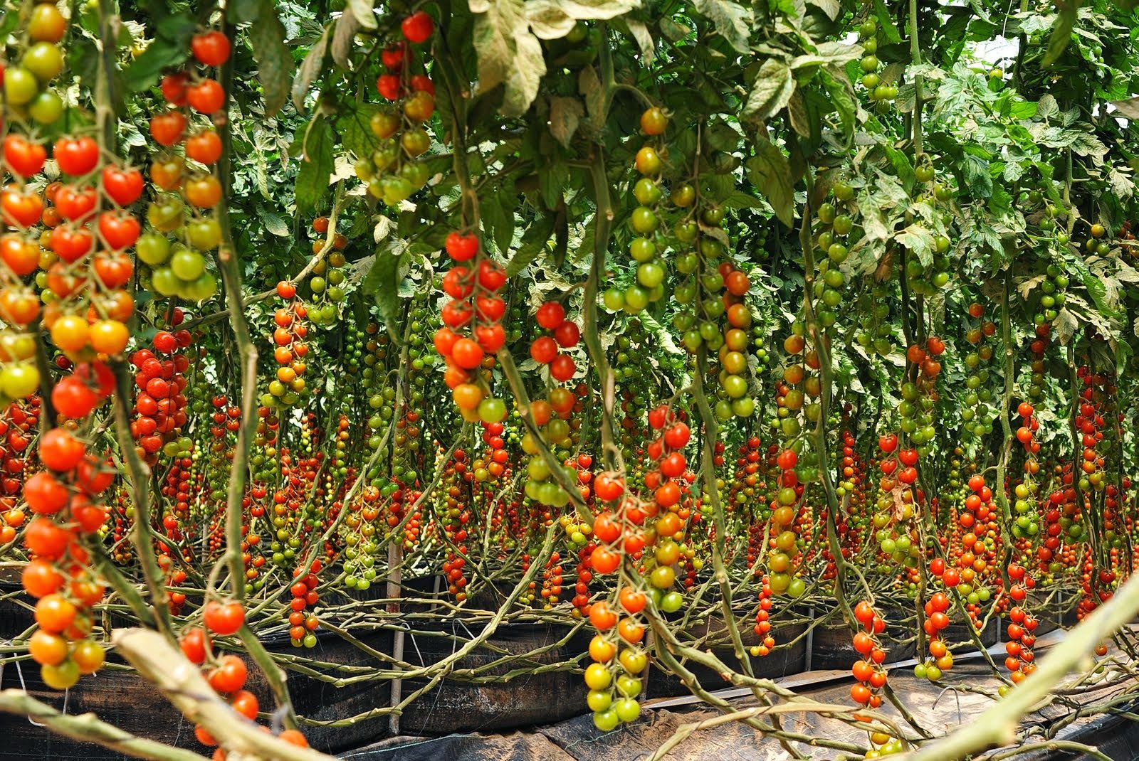 How To Plant Cherry Tomatoes From Seeds