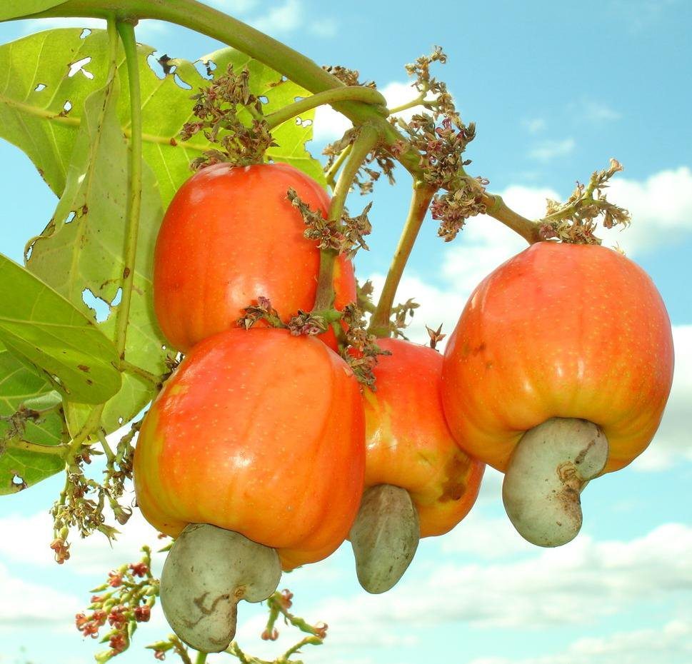 Cashew-fruit.jpg