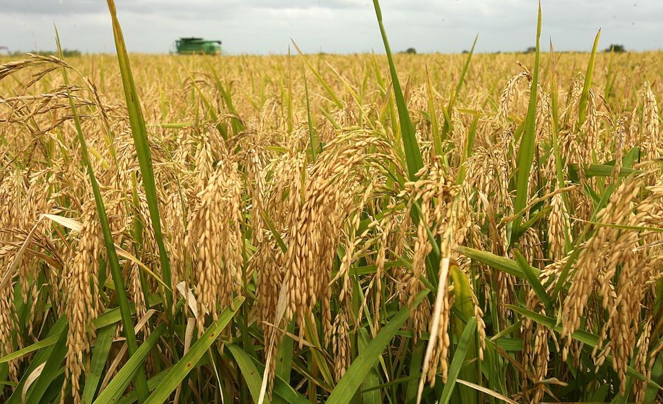 Rice_Farming_Nigeria