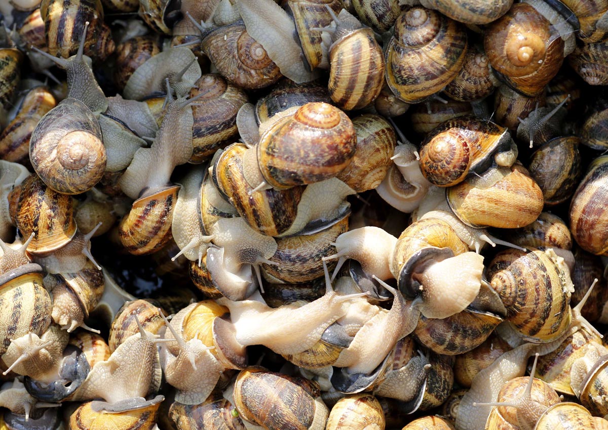 Snails (Helix Aspersa) sit in a basket in a farm in Vienna July 10, 2013. Andreas Gugumuck owns Vienna's largest snail farm, exporting snails, snail-caviar and snail-liver all over the world. The gourmet snails are processed using old traditional cooking techniques and some are sold locally to Austrian gourmet restaurants. Picture taken July 10, 2013. REUTERS/Leonhard Foeger (AUSTRIA - Tags: ANIMALS FOOD SOCIETY) ORG XMIT: LEO04
