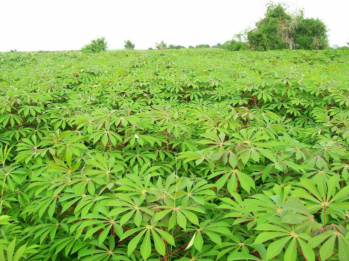 A Sample Cassava Farming Business Plan Template