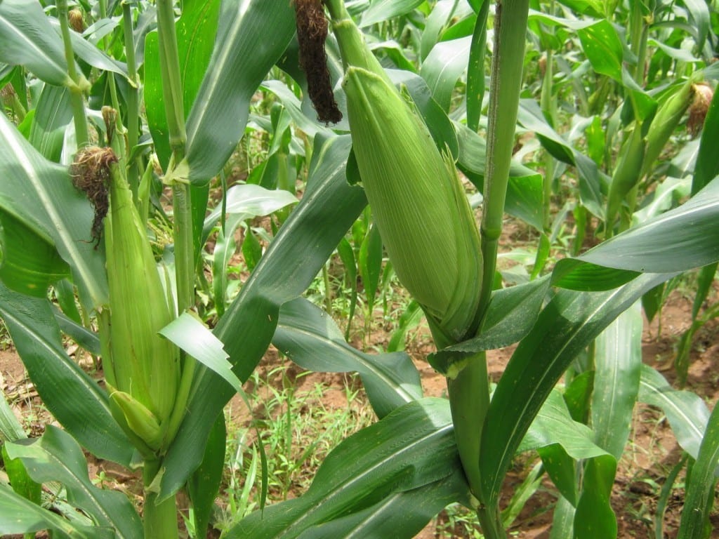 agronigeria.com.ng