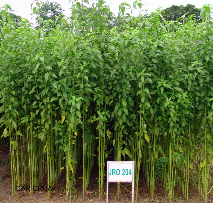 1. Jute Plant.JPG