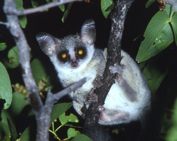 bush babies