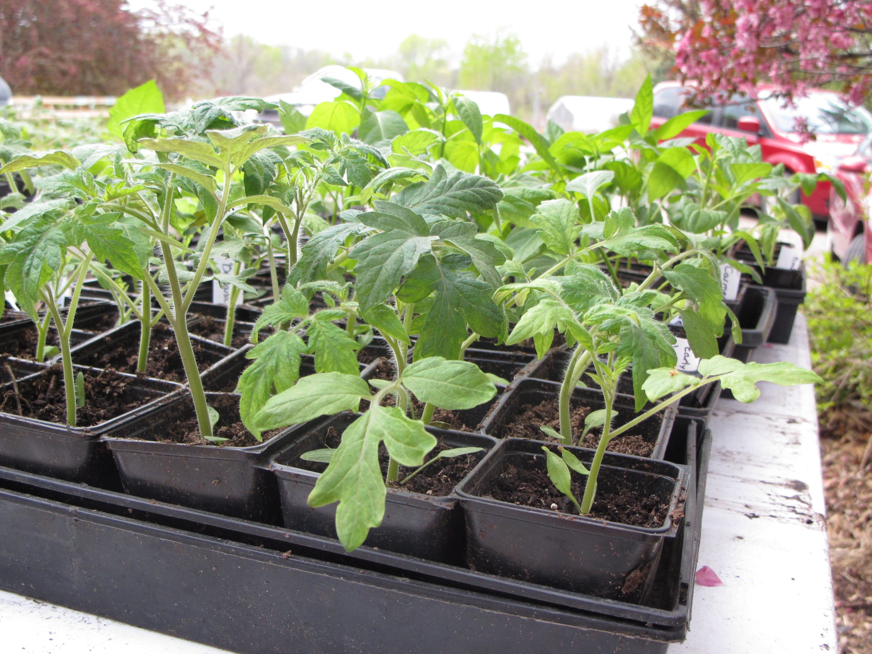 fertilize tomato seedlings