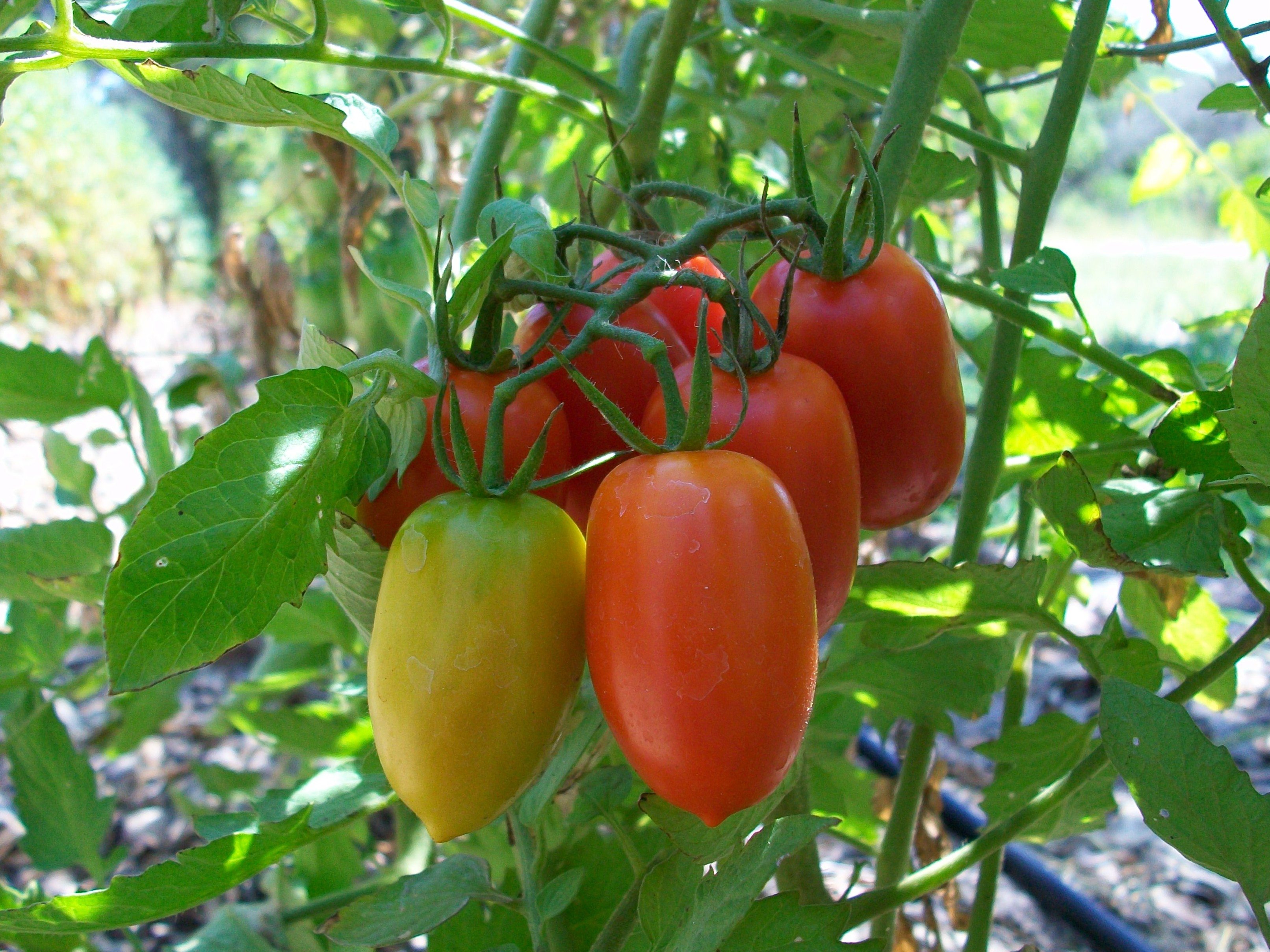 Easy Steps on How to Grow Tomatoes At Home