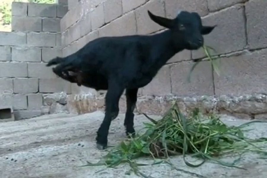 Check Out Wonder Goat Born With No Hind Legs