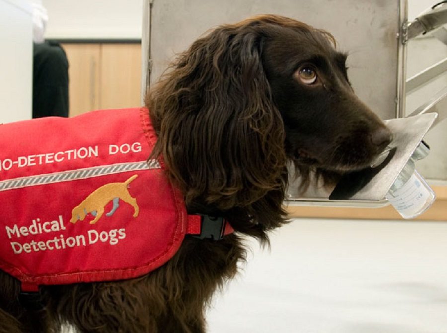 New Research Aims To Use Dogs To Detect Malaria