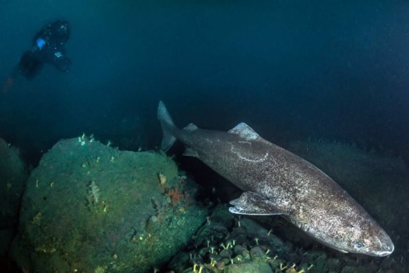 Meet Oldest Shark Ever Lived On Earth At 400 Years Old