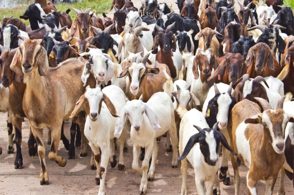 goats