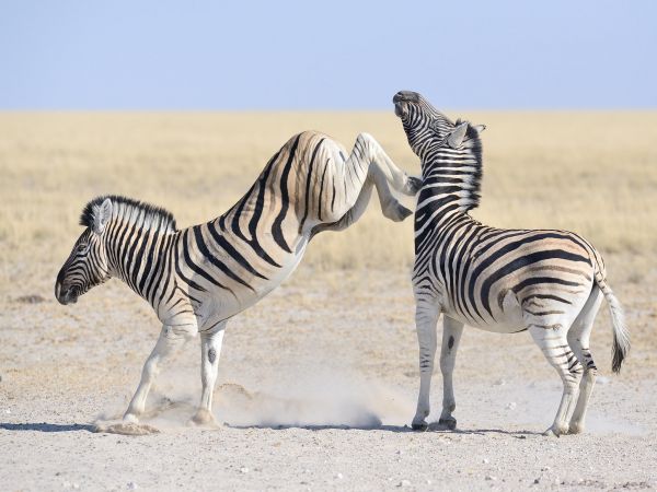 See Why Zebras Are Not Saddled Domesticated Like Horses Donkeys See Why Zebras Are Not Saddled Domesticated Like Horses Donkeys