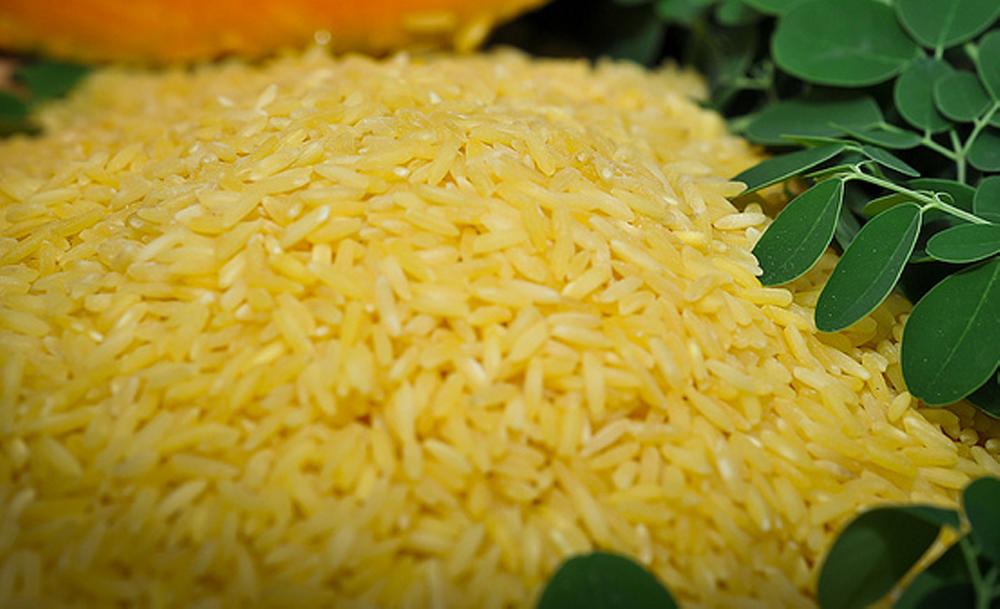 genetically modified rice