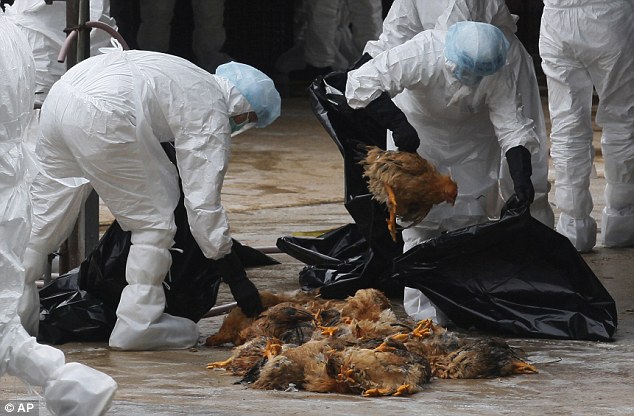 Agric.Minister Warns Poultry Farmers On Looming Bird Flu Outbreak