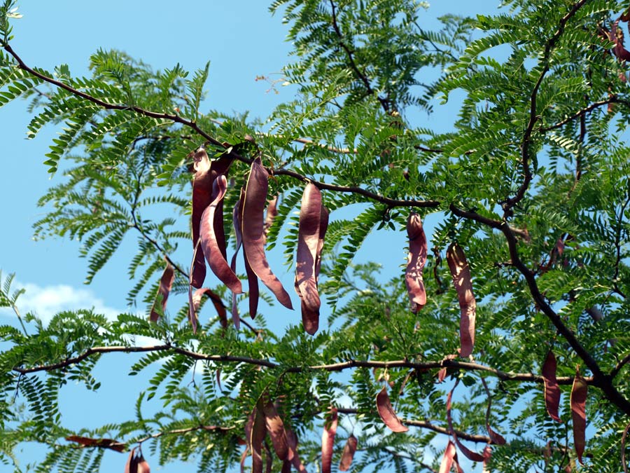 locust bean tree