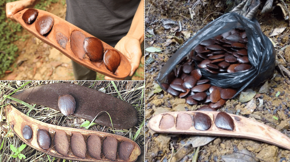 African Oil Bean Seed