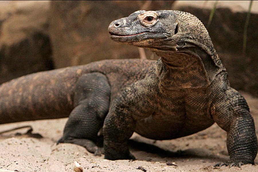 Dragón de Komodo descubre a esta increíble criatura Como Funciona Que