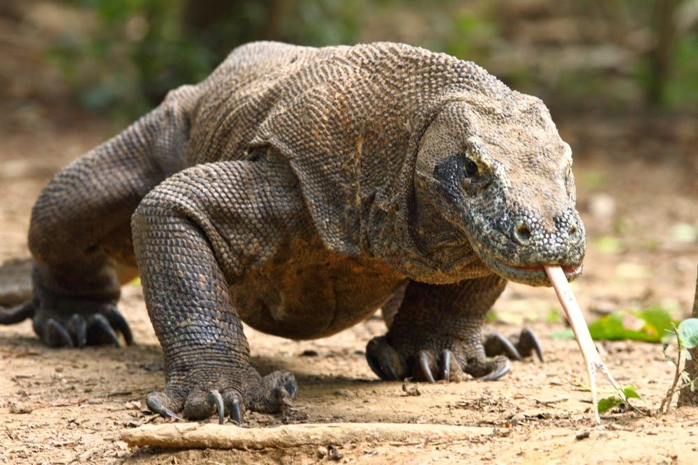 komodo dragon 