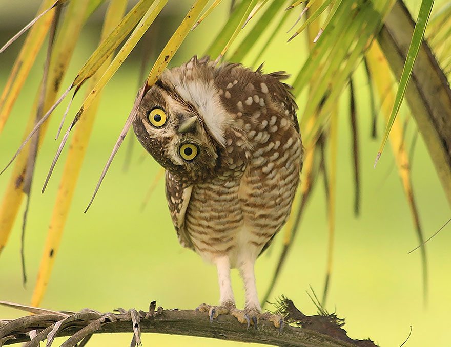 Owls 13 Fascinating Facts You Didn't Know About This Wild Bird