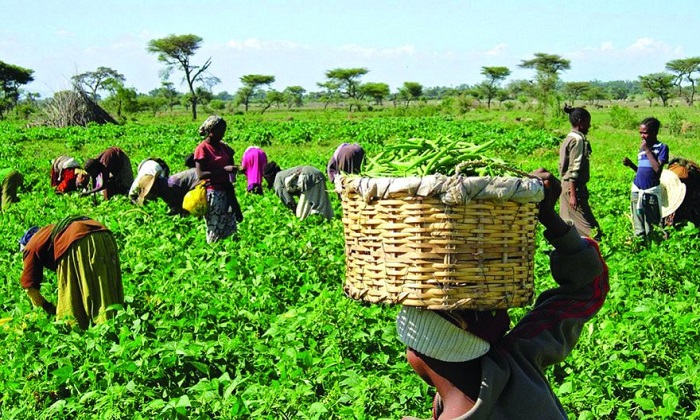 Taraba Farmers-at-Work-in-their-Various-Farms