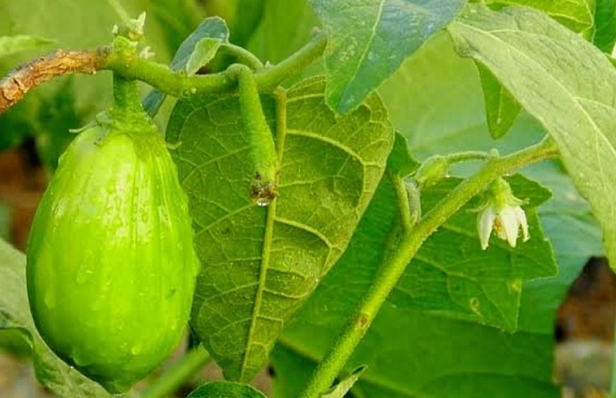 Garden Egg